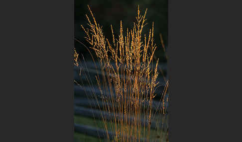 Gewöhnliches Pfeifengras (Molinia caerulea)