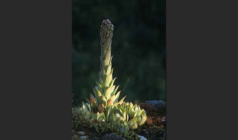 Dach-Hauswurz (Sempervivum tectorum)