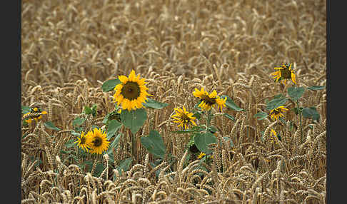 Gewöhnliche Sonnenblume (Helianthus annuus)