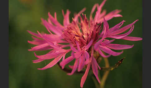 Wiesen-Flockenblume (Centaurea jacea)