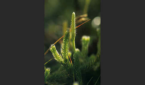 Keulen-Bärlapp (Lycopodium clavatum)