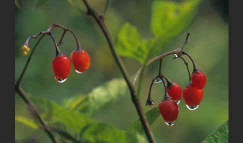 Bittersüßer Nachtschatten (Solanum dulcamara)