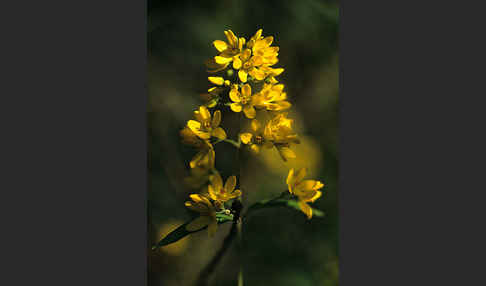 Gemeiner Gilbweiderich (Lysimachia vulgaris)