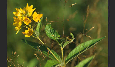 Gemeiner Gilbweiderich (Lysimachia vulgaris)