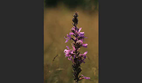 Blut-Weiderich (Lythrum salicaria)