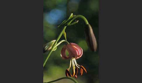 Türkenbund (Lilium martagon)