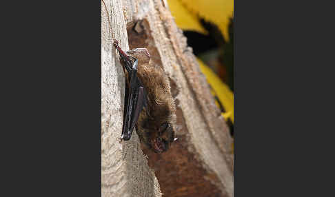 Rauhhautfledermaus (Pipistrellus nathusii)