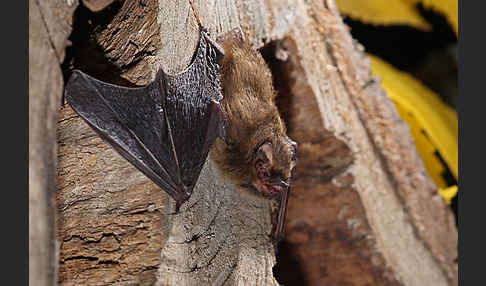 Rauhhautfledermaus (Pipistrellus nathusii)