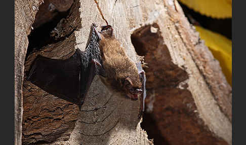 Rauhhautfledermaus (Pipistrellus nathusii)