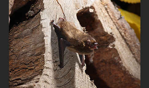 Rauhhautfledermaus (Pipistrellus nathusii)