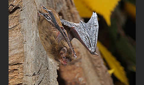 Rauhhautfledermaus (Pipistrellus nathusii)