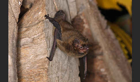 Rauhhautfledermaus (Pipistrellus nathusii)