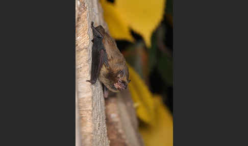 Rauhhautfledermaus (Pipistrellus nathusii)