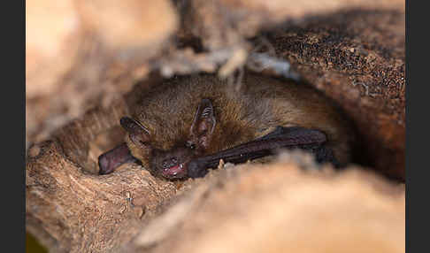 Rauhhautfledermaus (Pipistrellus nathusii)