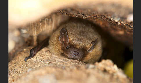 Rauhhautfledermaus (Pipistrellus nathusii)