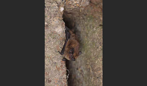 Zwergfledermaus (Pipistrellus pipistrellus)