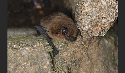 Zwergfledermaus (Pipistrellus pipistrellus)