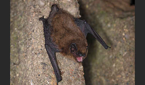 Zwergfledermaus (Pipistrellus pipistrellus)