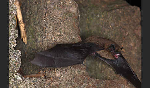 Zwergfledermaus (Pipistrellus pipistrellus)