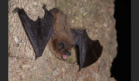 Zwergfledermaus (Pipistrellus pipistrellus)