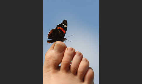 Admiral (Vanessa atalanta)