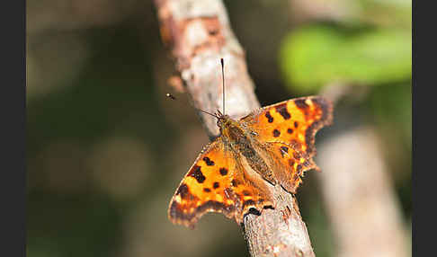 C-Falter (Polygonia c-album)