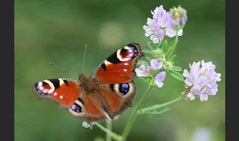 Tagpfauenauge (Inachis io)