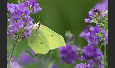 Zitronenfalter (Gonepteryx rhamni)