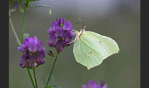 Zitronenfalter (Gonepteryx rhamni)