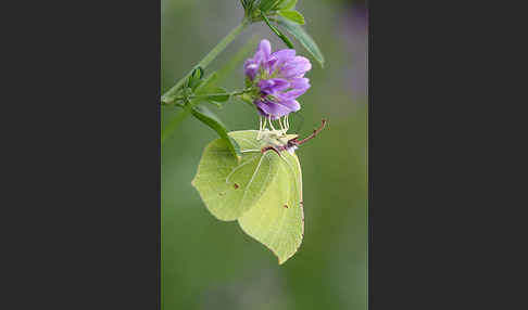 Zitronenfalter (Gonepteryx rhamni)