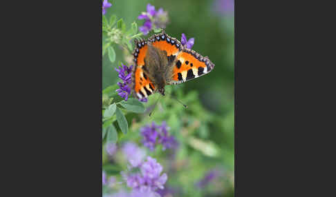 Kleiner Fuchs (Aglais urticae)