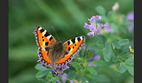 Kleiner Fuchs (Aglais urticae)