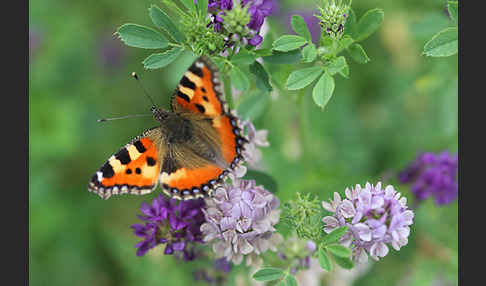 Kleiner Fuchs (Aglais urticae)