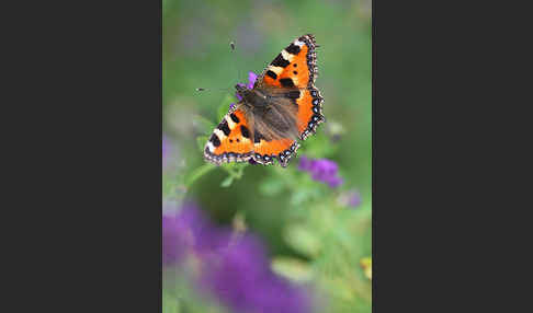 Kleiner Fuchs (Aglais urticae)