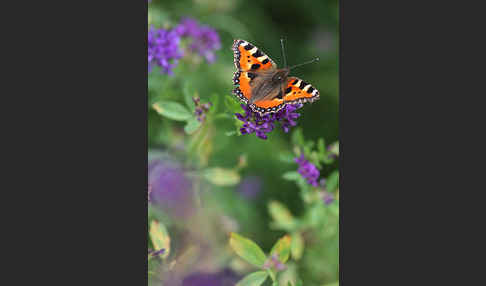 Kleiner Fuchs (Aglais urticae)