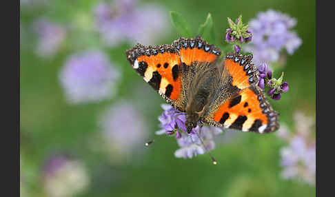 Kleiner Fuchs (Aglais urticae)