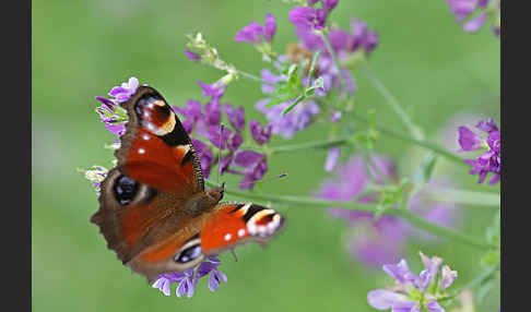 Tagpfauenauge (Inachis io)