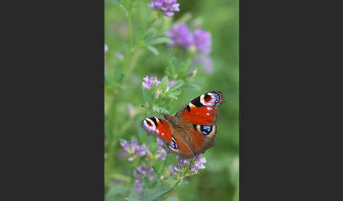 Tagpfauenauge (Inachis io)