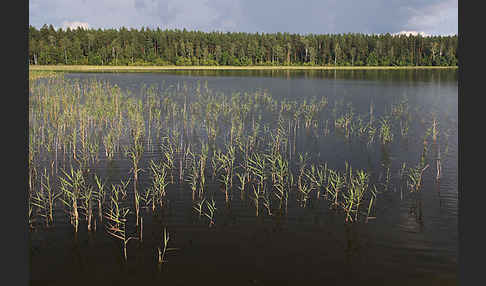 Polen (Poland)