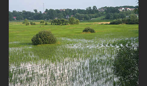 Polen (Poland)