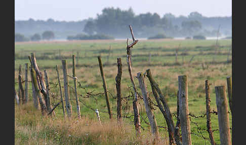 Polen (Poland)