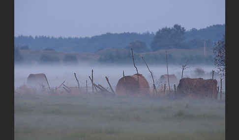 Polen (Poland)