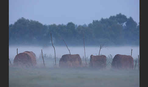 Polen (Poland)