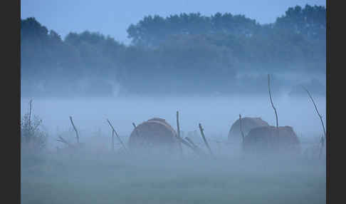 Polen (Poland)