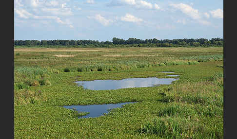 Polen (Poland)