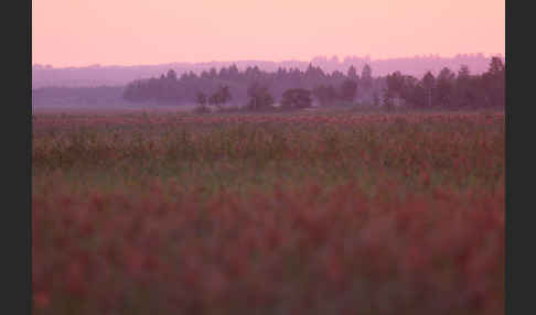 Polen (Poland)