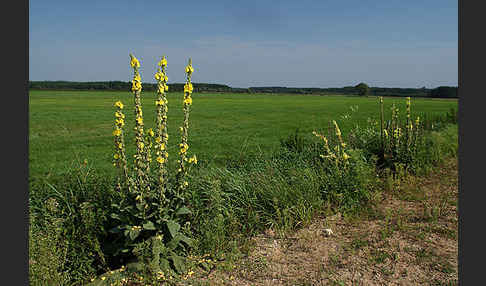 Polen (Poland)