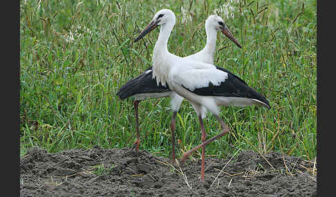 Weißstorch (Ciconia ciconia)