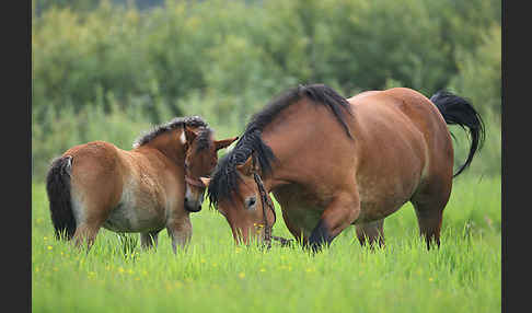 Hauspferd (Equus caballus)