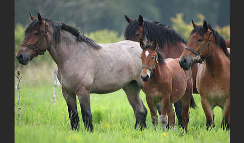 Hauspferd (Equus caballus)